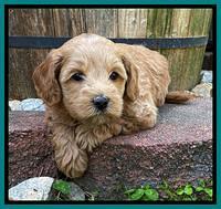 Hunnie Patrick Parson pups 5 wks old 301