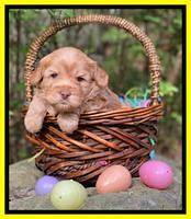 Hunnie Patrick Parson pups 4 wks old 351