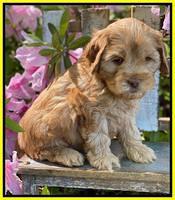 Hunnie Patrick Parson pups 6 wks old 321