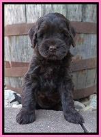 Ivory Champ pups 6 wks old 51