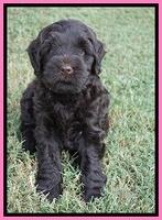 Ivory Champ pups 6 wks old 61