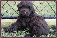 Ivory Champ pups 7 wks old101