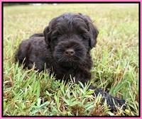 Ivory Champion pups 5 wks old 111