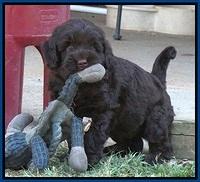 Ivory Champ pups 6 wks old 31