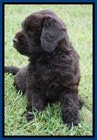 Ivory Champ pups 7 wks old41