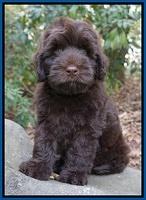 Ivory Champ pups 8 wk old 11