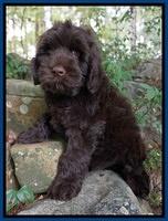 Ivory Champ pups 8 wk old 41