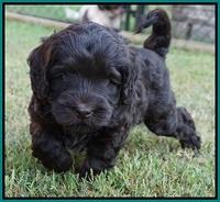 Ivory Champ pups 6 wks old 101