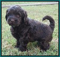 Ivory Champ pups 6 wks old 121