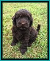 Ivory Champ pups 7 wks old131