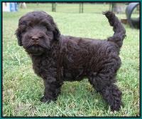 Ivory Champ pups 7 wks old141