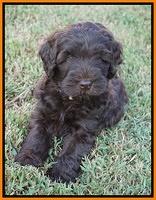 Ivory Champ pups 6 wks old 151