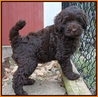 Ivory Champ pups 7 wks old191