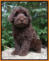 Ivory Champ pups 8 wk old 181