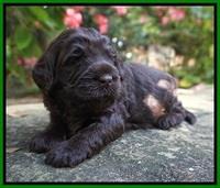 Ivory Champ pups 3 wks old 151