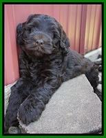 Ivory Champ pups 6 wks old 171