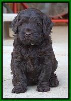 Ivory Champion pups 5 wks old 261