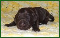 Ivory Chmapion pups 1 week old 151