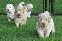 Ivory Dansby pups 5 wks old 341