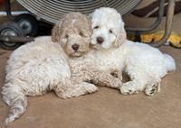 Ivory Dansby pups 7 wks old 311