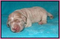Ivory Dansby pups 1 wk old 91