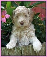 Ivory Dansby pups 5 wks old 101