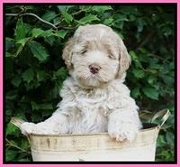 Ivory Dansby pups 6 wks old 51