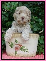 Ivory Dansby pups 6 wks old 61