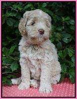 Ivory Dansby pups 6 wks old 71