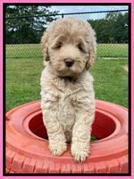 Ivory Dansby pups 7 wks old 71