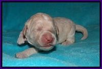 Ivory Dansby pups 1 wk old 101