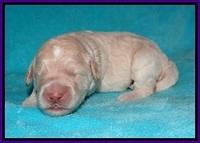 Ivory Dansby pups 1 wk old 111