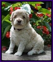 Ivory Dansby pups 4 wks old 121