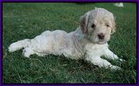 Ivory Dansby pups 5 wks old 131