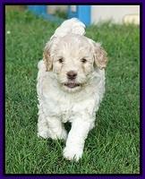 Ivory Dansby pups 5 wks old 161
