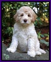 Ivory Dansby pups 8 wks old 121