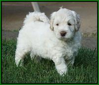 Ivory Dansby pups 5 wks old 191