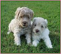 Ivory Dansby pups 5 wks old 211