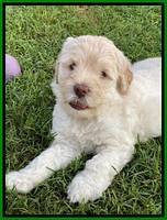 Ivory Dansby pups 6 wks old 131