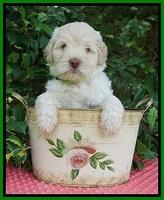 Ivory Dansby pups 6 wks old 161