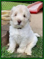 Ivory Dansby pups 7 wks old 201