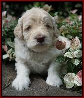 Ivory Dansby pups 4 wks old 231