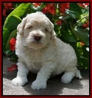 Ivory Dansby pups 4 wks old 281