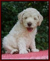 Ivory Dansby pups 6 wks old 171