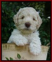 Ivory Dansby pups 6 wks old 201