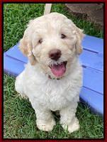 Ivory Dansby pups 7 wks old 211