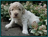 Ivory Dansby pups 4 wks old 291