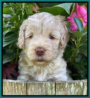 Ivory Dansby pups 5 wks old 291