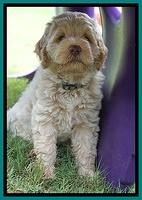 Ivory Dansby pups 7 wks old 251