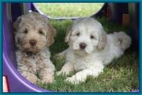 Ivory Dansby pups 7 wks old 271